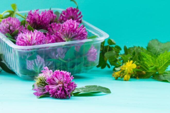 Johanniskraut Und Rotklee Als Pflanzen Aus Der Naturheilkunde